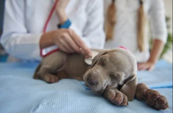 Sign's Your Pet Has Heartworm Disease