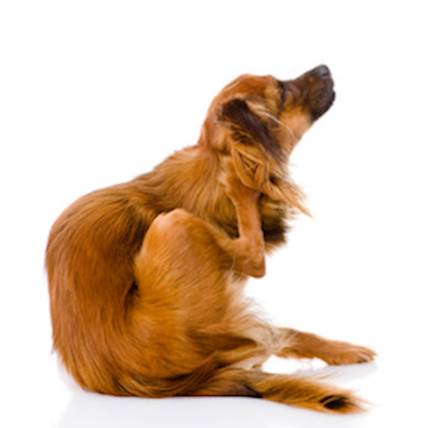 Ear Mites In Dog's