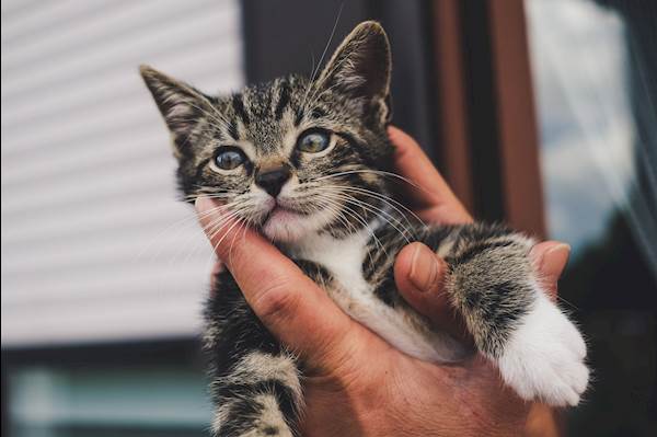 Pyruvate Kinase Deficiency in Cats: A Detailed Guide
