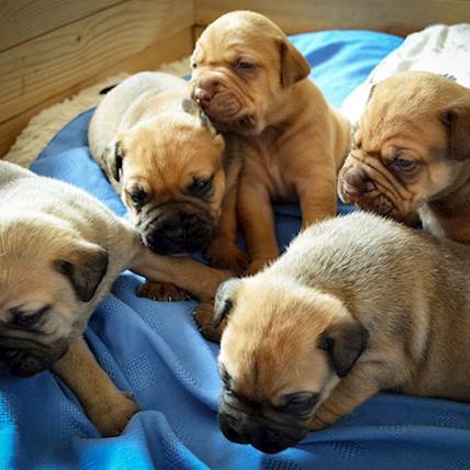 How To Crossbreed Dogs For Healthy Hybrids?
