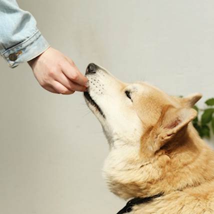 4 Best Hill’s Dog Foods for Digestive Care in 2024