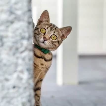 Image for Paw-Some Fun Facts About Tabby Cats