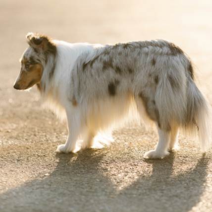 Sheltie seizures store