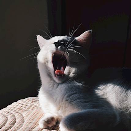 Colonic or Rectal Inflammation in Cats: A Detailed Guide