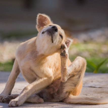 Heartgard Plus Keeps Your Pet Protected