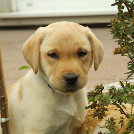Xylitol Poisoning in Dogs: What You Need to Know