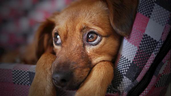 Head-Shaking in Dogs: Should You Be Worried?