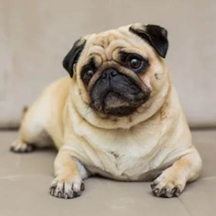 Image for  Brachycephalic Dog Breeds