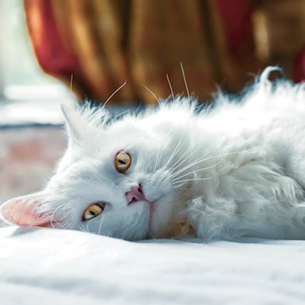 When Can Cat Diarrhea Be More Serious than You Think