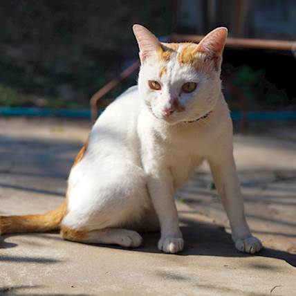 Pelger-Huet Anomaly in Cats: A Closer Look