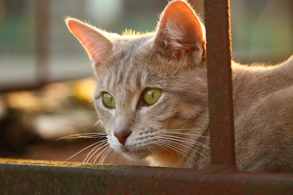 Anaphylaxis in Cats: Causes, Symptoms, and Treatment