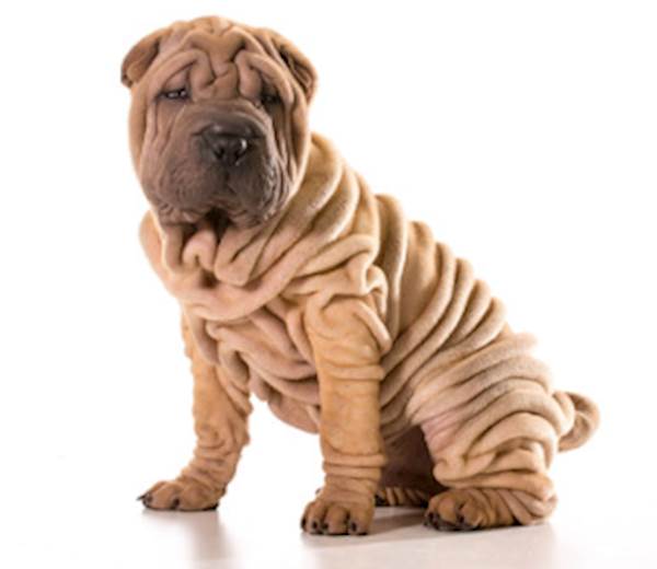 All About the Shar-Pei Dog Breed