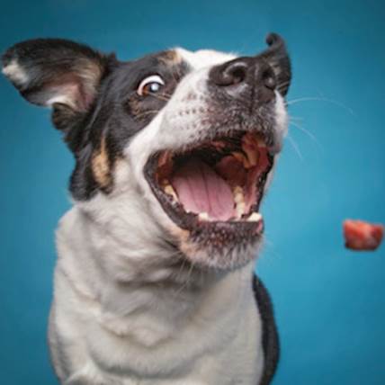 Can Dog's Eat Cherries? 