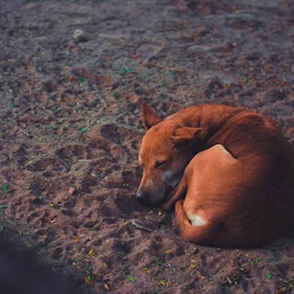 How to Deal With a Flea Infestation on a Stray Dog You Just Adopted