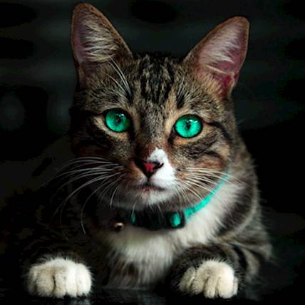 What You Need to Know About Your Cat's Whiskers