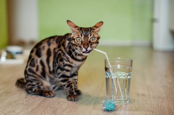 4 Ways to Deal with Dehydration in Cats