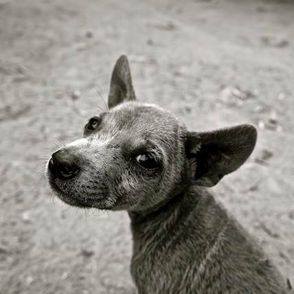 Pseudorabies Virus Infection (Mad Itch) in Dogs