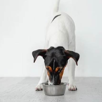 Not All Dog Foods Are Created Equal