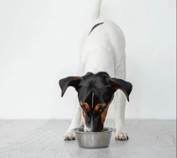 Not All Dog Foods Are Created Equal