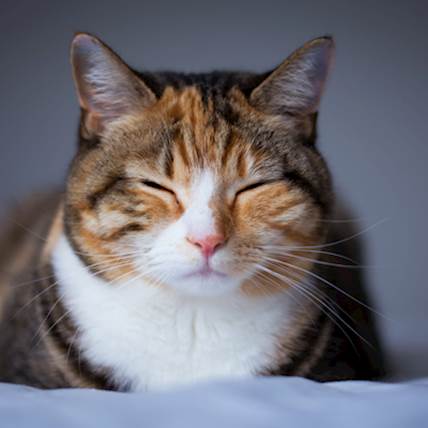 5 Reasons Why There's Blood in Your Cat's Poop