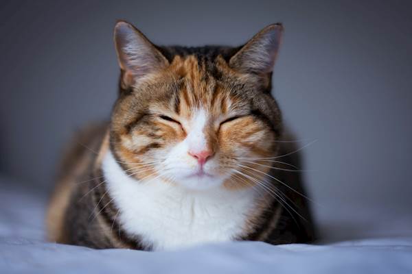 5 Reasons Why There's Blood in Your Cat's Poop