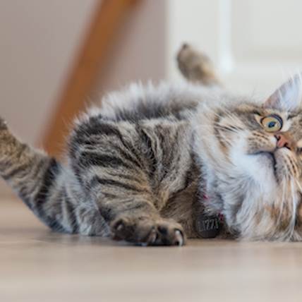 How to Manage Territorial Aggression in Cats?