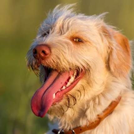 How Often Do Dog's Go Into Heat?