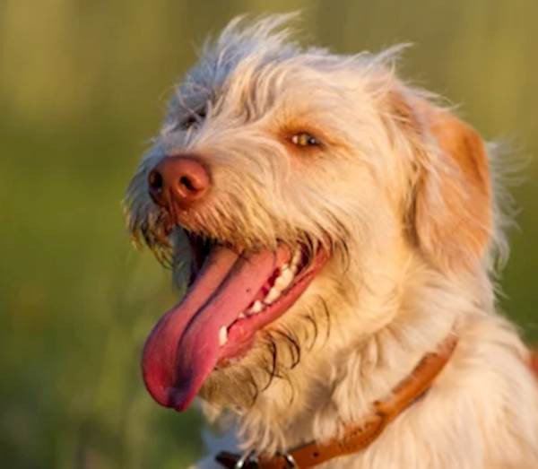 How Often Do Dog s Go Into Heat PetCareRx