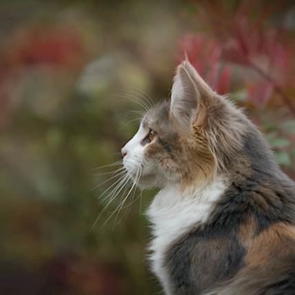 Septicemia and Bacteremia in Cats
