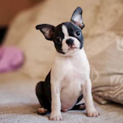 How to Teach Your Dog to Sit