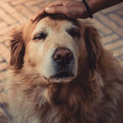 4 Signs Your Senior Dog Is Struggling With Mobility Issues