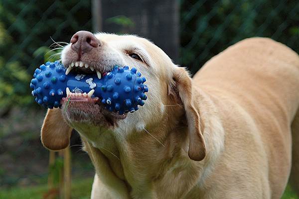 The Best Dog Chews for Different Dogs