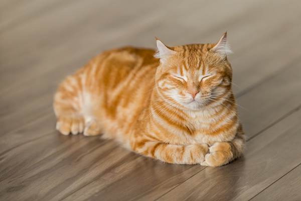 Summer Serenity: Best Flea Solutions for Your Cat During Summer