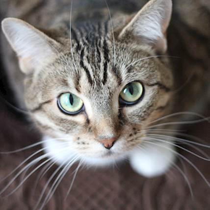 What Is Feline Babesiosis?