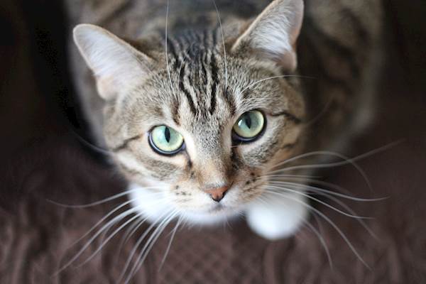 What Is Feline Babesiosis?