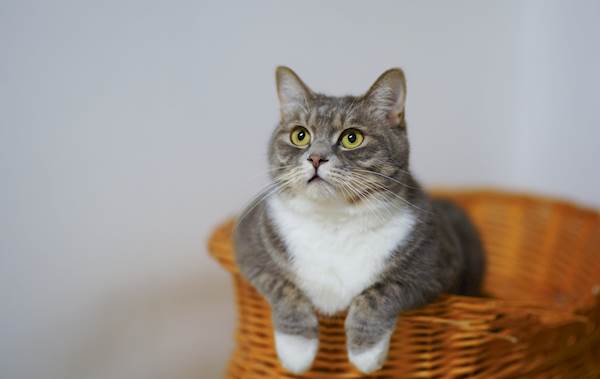 4 Signs That Your Cat is All Grown Up and No Longer a Kitten