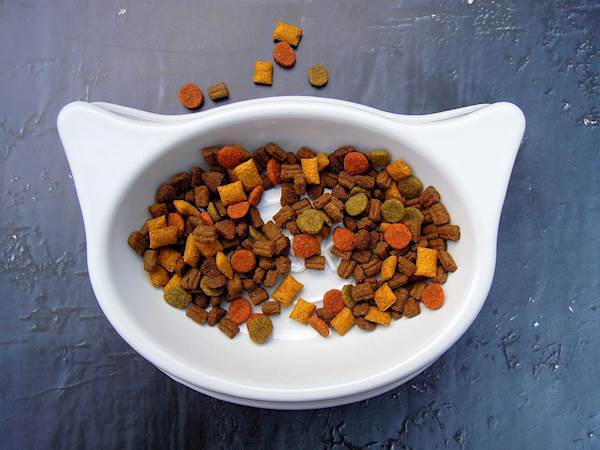 How Is Prescription Pet Food Different from Normal Dog Food? When Does Your Pet Need Prescription Diet?