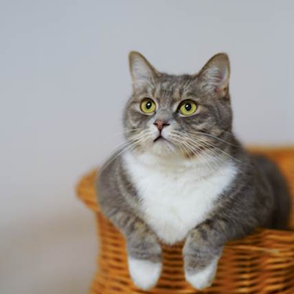 Glomerular Nephritis in Cats: Causes, Symptoms, and Treatment