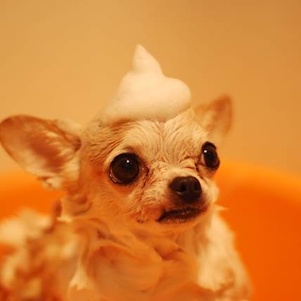 How Yeast Infection Shampoos Can Relieve Your Dog's Discomfort
