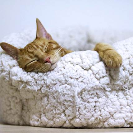 Eosinophilic Gastroenteritis in Cats