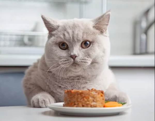 Choosing The Right Food For A Diabetic Cat 