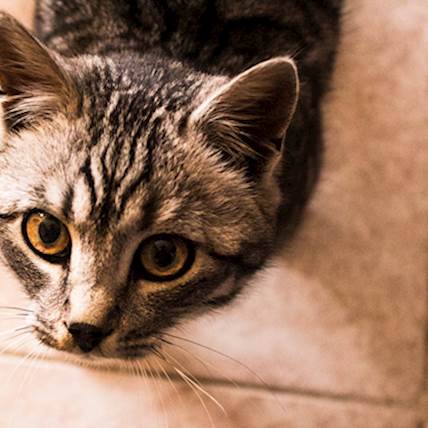 Reovirus Infection in Cats: A Detailed Overview