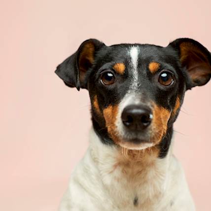 Exploring Ketoconazole: How It's Used in Dogs and What to Watch Out For