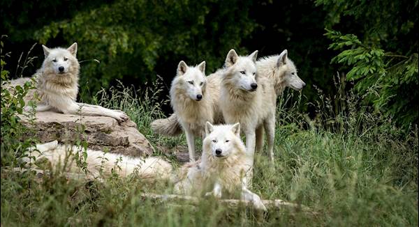 How to Be the Alpha Dog in Your Pack