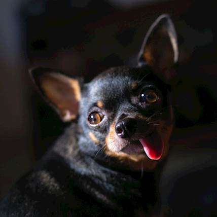 Image for What to Do If You Suspect Your Dog Is in Pain: A Comprehensive Guide