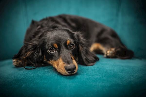 Esophageal Strictures in Dogs: Causes, Symptoms, and Treatment