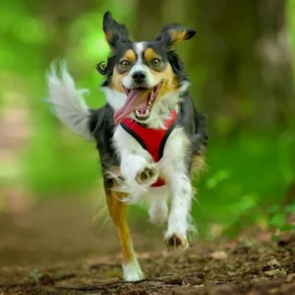 The Importance of Heartworm Prevention for Your Canine Companion