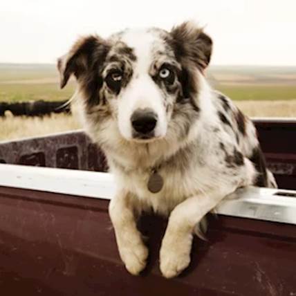 Cerenia For Dog's