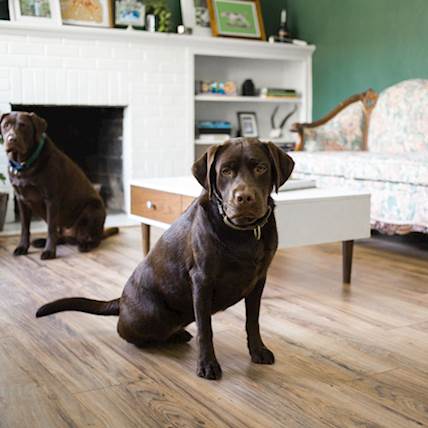 Image for Osteochondritis Dissecans in Dogs: A Detailed Guide