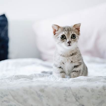 Feeding Your Rescued Kitten: A Guide for First-Time Cat Parents